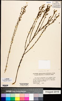 Hypericum drummondii image