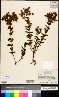 Hypericum myrtifolium image