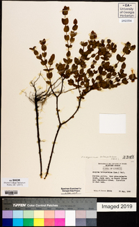 Hypericum tetrapetalum image