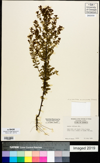 Lechea mucronata image