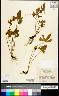 Viola palmata image