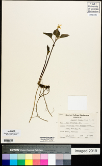 Viola tripartita image