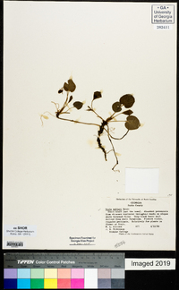 Viola walteri image