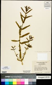 Ammannia latifolia image