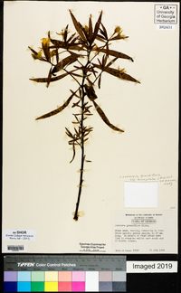 Ludwigia grandiflora subsp. hexapetala image