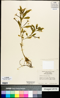 Ludwigia leptocarpa image