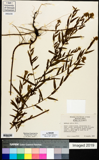 Ludwigia pilosa image