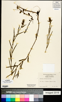 Ludwigia suffruticosa image