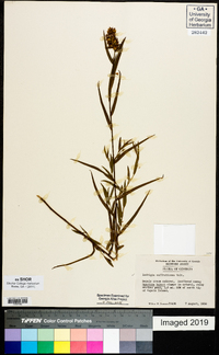 Ludwigia suffruticosa image