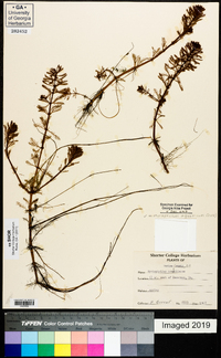 Myriophyllum aquaticum image