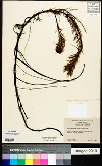 Myriophyllum aquaticum image