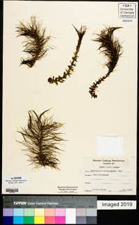 Myriophyllum heterophyllum image