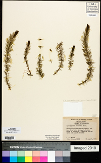 Myriophyllum pinnatum image