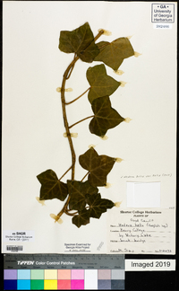 Hedera helix var. helix image