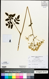 Angelica venenosa image