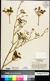 Foeniculum vulgare image