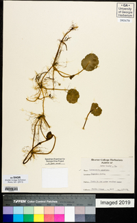 Hydrocotyle umbellata image