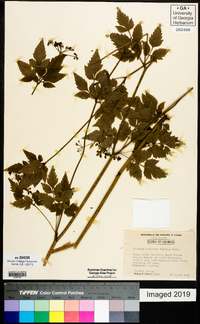 Thaspium barbinode image