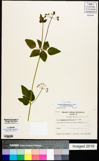 Thaspium trifoliatum image