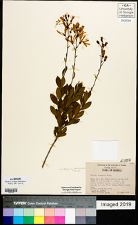 Bejaria racemosa image