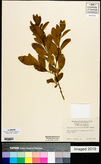 Gaylussacia tomentosa image