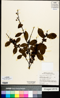 Lyonia lucida image