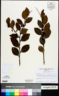 Lyonia lucida image