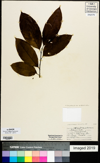 Oxydendrum arboreum image