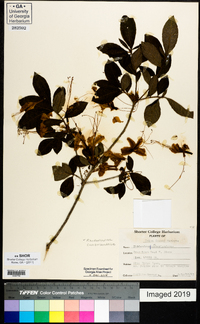 Rhododendron cumberlandense image