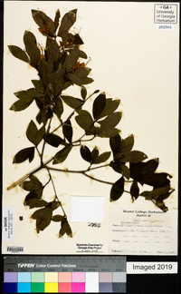 Rhododendron cumberlandense image