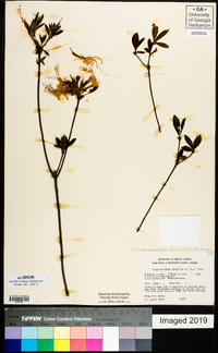 Rhododendron periclymenoides image