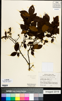 Vaccinium fuscatum image