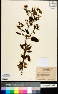 Lysimachia tonsa image