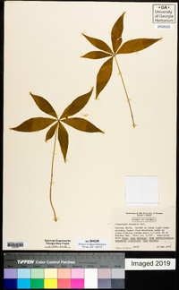 Trientalis borealis image