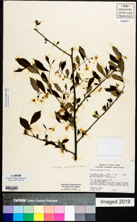 Styrax americanus image