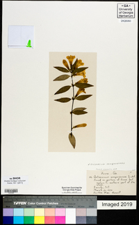 Gelsemium sempervirens image