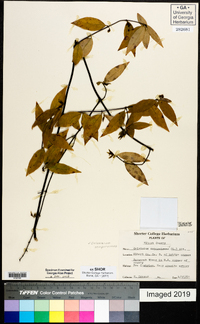 Gelsemium sempervirens image