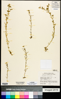 Polypremum procumbens image