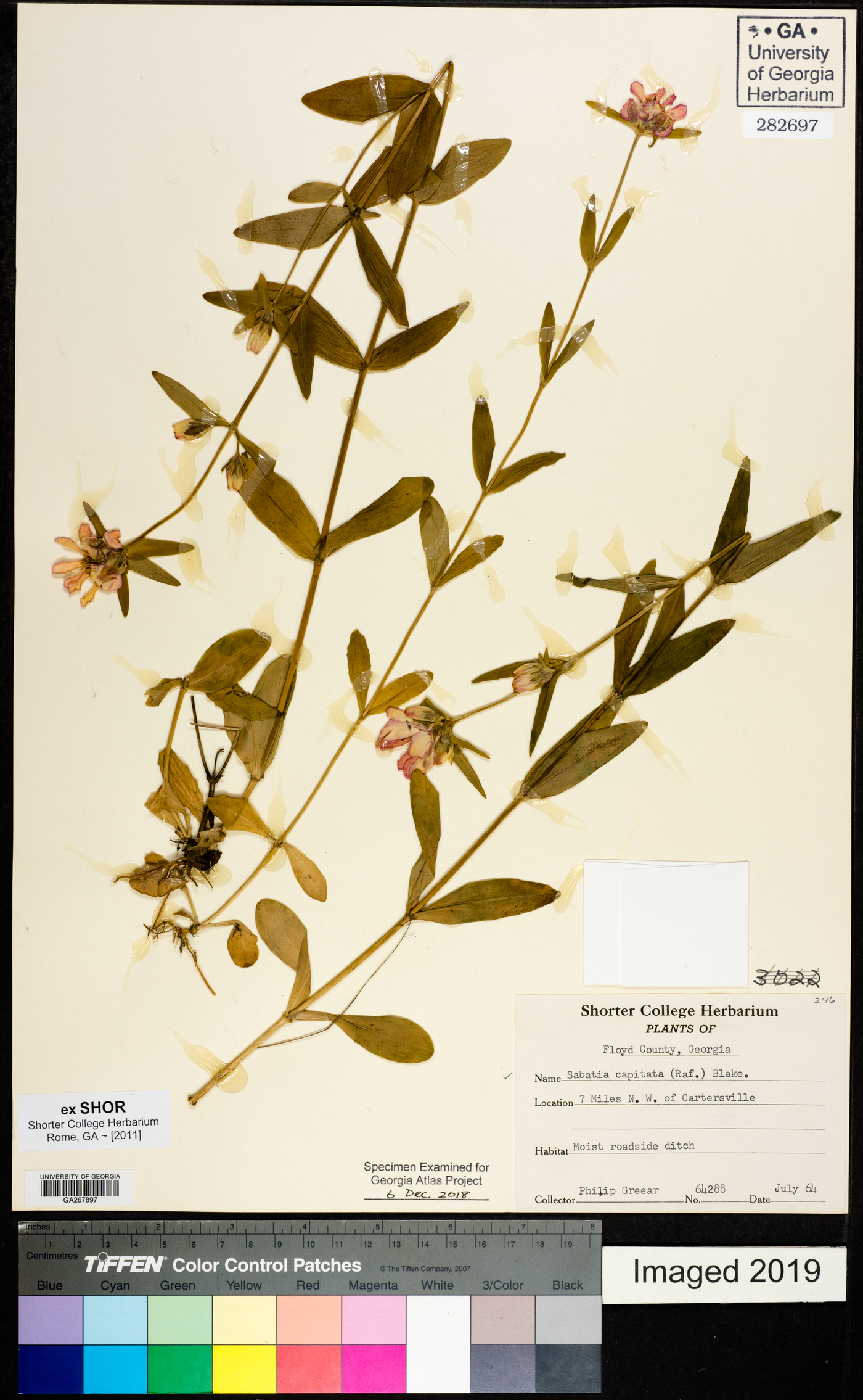 Sabatia capitata image