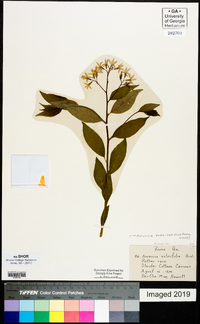 Amsonia tabernaemontana image