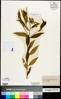 Amsonia tabernaemontana image