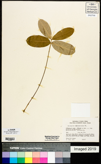 Asclepias amplexicaulis image