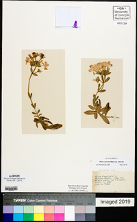 Phlox amoena subsp. amoena image