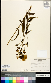 Phlox maculata image