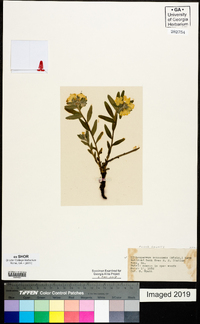 Lithospermum canescens image