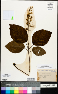 Collinsonia canadensis image