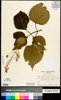 Collinsonia canadensis image