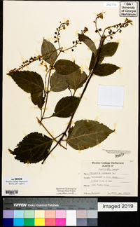 Collinsonia canadensis image