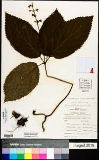 Collinsonia verticillata image