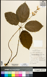 Collinsonia verticillata image